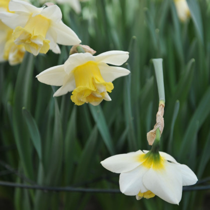 Narcis Popeye - Narcissus - cibuľa narcisu - 3 ks