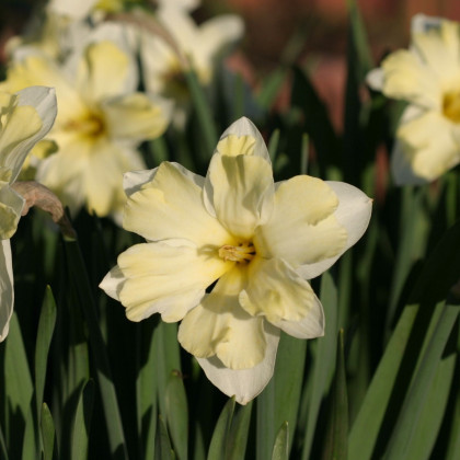 Narcis Cassata - Narcissus - cibuľa narcisu - 3 ks