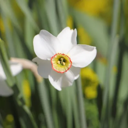 Narcis Dreamlight - Narcissus - cibuľa narcisu - 3 ks