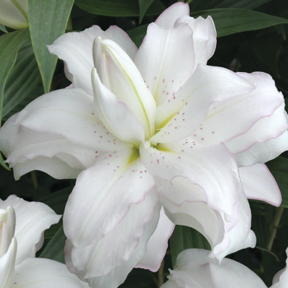 Ľalia Lotus Beauty - Lilium - cibuľa ľalia - 1 ks