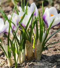 Krókus Blue Bird - Crocus chryzanthus - hľuzy krókusu - 3 ks