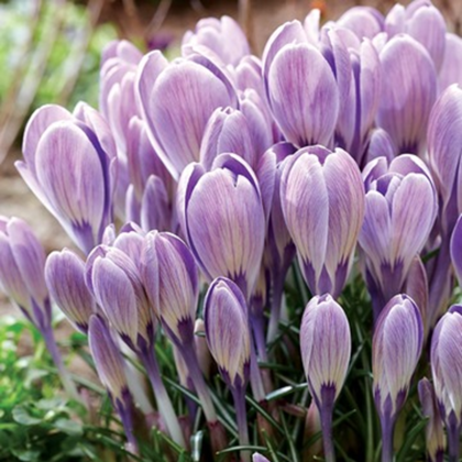 Krókus Striped Bird - Crocus tommasinianus - hľuzy krókusu - 3 ks