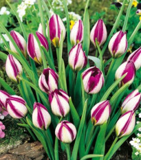 Tulipán Persian Pearl - Tulipa humilis - cibuľa tulipánu - 3 ks