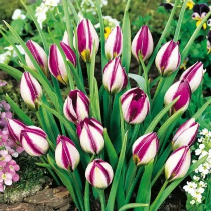 Tulipán Persian Pearl - Tulipa humilis - cibuľa tulipánu - 3 ks