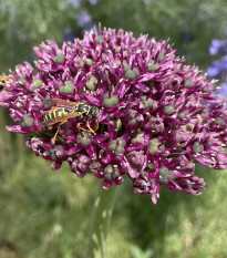 Cesnak Atropurpureum - Allium - cibuľa okrasného cesnaku - 3 ks