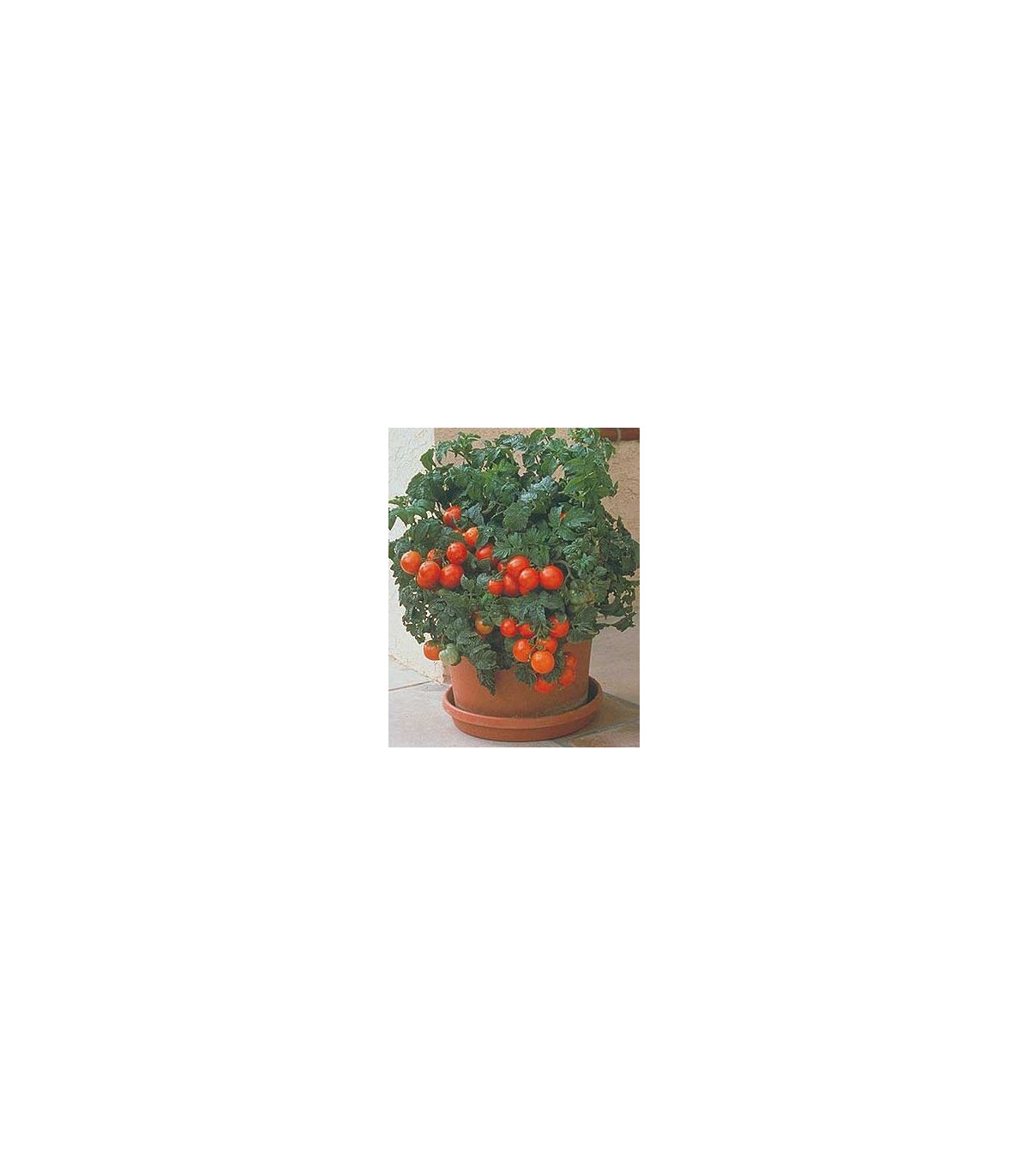 Paradajka Patio - Solanum lycopersicum - semená paradajky - 6 ks