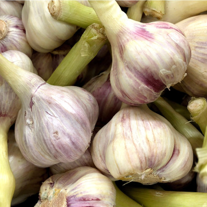 Sadbový cesnak Skalka - Allium sativum - paličák - cibuľa cesnaku - 1 balenie