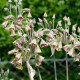 Cesnak sicílsky - Allium siculum - cibuľa okrasného cesnaku - 5 ks