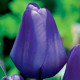 Tulipán Triumph Blue - Tulipa - cibuľa tulipánu - 3 ks