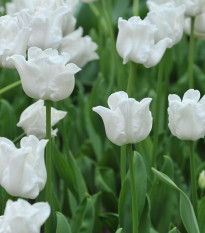 Tulipán Liberstar White - Tulipa - cibuľa tulipánu - 3 ks