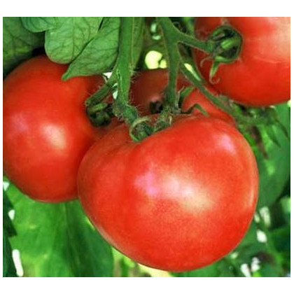 Paradajka skorý zázrak - semená paradajky - 6 ks