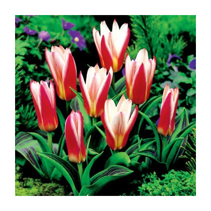 Tulipán Hearts Delight - Tulipa - cibuľa tulipánu - 3 ks