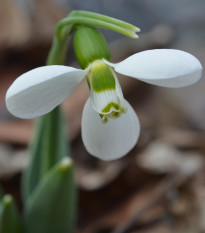 Snežienka Polar Bear - Galanthus elwesii - cibuľa snežienky - 3 ks