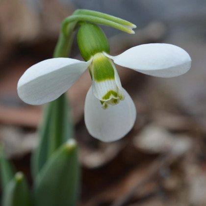 Snežienka Polar Bear - Galanthus elwesii - cibuľa snežienky - 3 ks