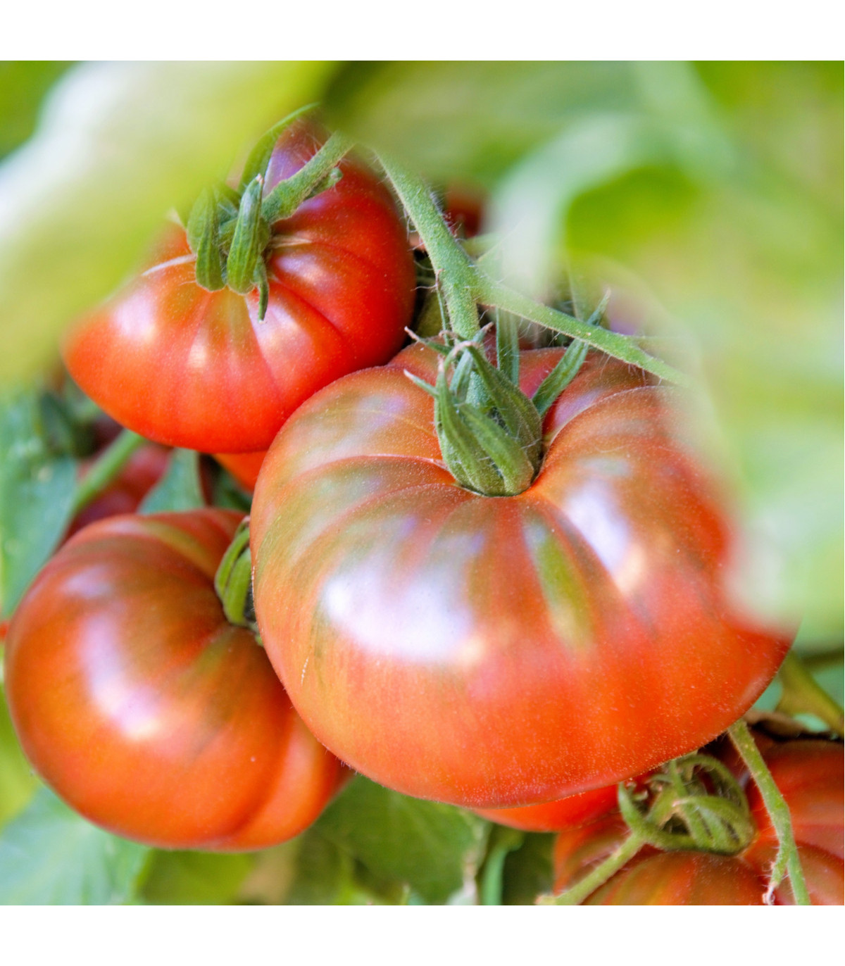 Paradajka Copia - semená paradajok - 7 ks