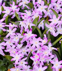 Modravka Pink Giant - Chionodoxa forbesii - cibuľa ladoničky - 5 ks