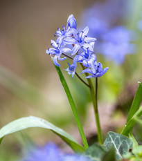 Scila dvojlistá modrá - Scilla bifolia blue - cibuľa scily - 3 ks