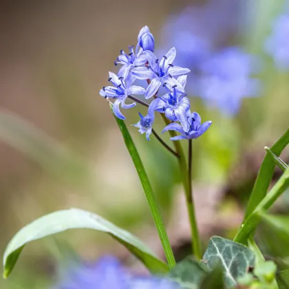 Scila dvojlistá modrá - Scilla bifolia blue - cibuľa scily - 3 ks