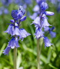 Scila zvonkovitá modrá - Scilla campanulata - cibuľa scily - 3 ks