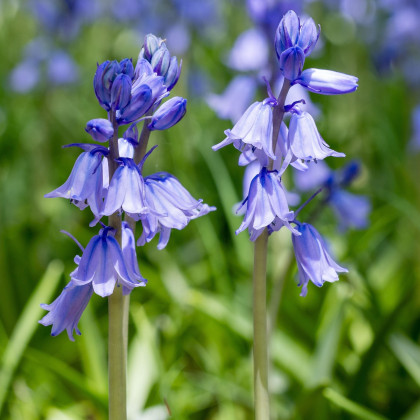 Scila zvonkovitá modrá - Scilla campanulata - cibuľa scily - 3 ks