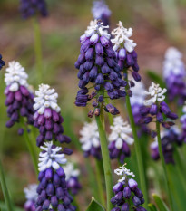 Modrica Grape Ice - Muscari - cibuľa modrice - 5 ks