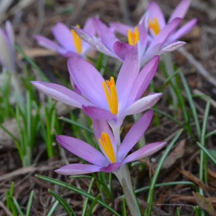 Krókus Roseus - Crocus tommasinianus - hľuzy krókusu - 3 ks