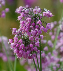 Cesnak previsnutý - Allium cernuum - cibuľa okrasného cesnaku - 3 ks