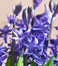 Hyacint mnohokvetý modrý - Hyacinthus - cibuľa hyacintu - 1 ks