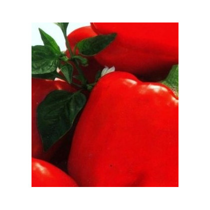 Paprika Merit - predaj semien papriky - Capsicum annuum - 20 ks