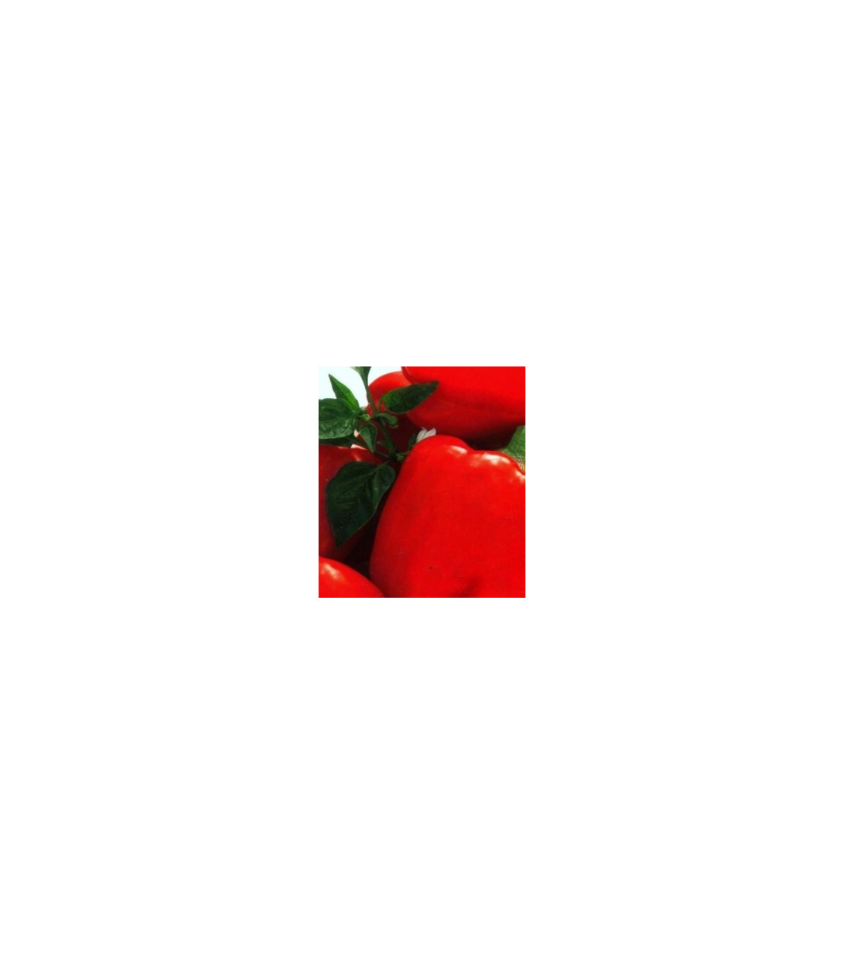 Paprika Merit - Capsicum annuum - semená papriky - 20 ks