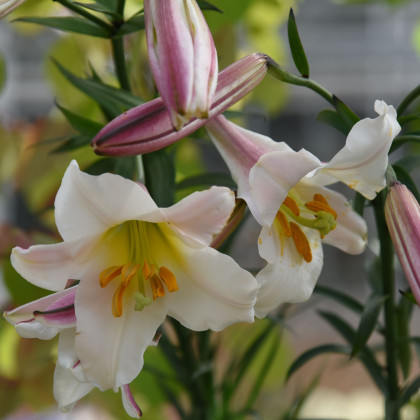 Ľalia kráľovská - Lilium regale - cibuľa ľalie - 1 ks