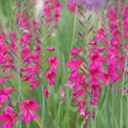 Gladiola obyčajná - Gladiolus byzantinus - hľuzy gladioly - 3 ks