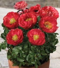 Pivónia Patio Moscow - Paeonia lactiflora - hľuzy pivónie - 1 ks