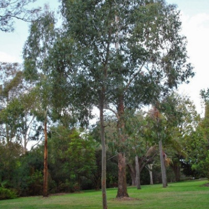 Eukalyptus Gunni - Eucalyptus gunni - semená eukalyptu - 10 ks