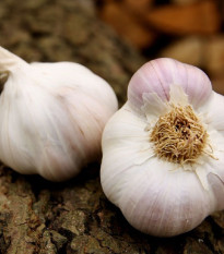 Sadbový cesnak Matinka - Allium sativum - nepaličák - cibuľa cesnaku - 1 balenie