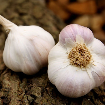 Sadbový cesnak Matinka - Allium sativum - nepaličák - cibuľa cesnaku - 1 balenie