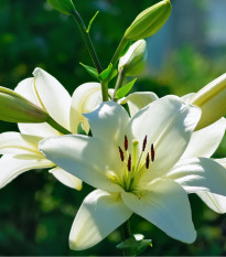 Ľalia Canova - Lilium - cibuľoviny - 1 ks