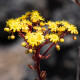 Ružicovka - Aeonium spathulatum - semená ružicovky - 8 ks