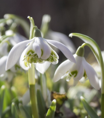 Snežienka plnokvetá - Galanthus nivalis double - cibuľoviny - 3 ks