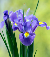 Kosatec holandský Sapphire Beauty - Iris hollandica - cibuľky kosatca - 3 ks