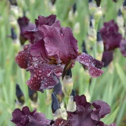 Kosatec Cherry Garden - Iris pumila - hľuzy kosatca - 1 ks