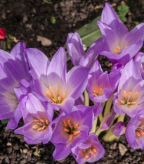 Jesienka Naháčik - Colchicum giant - hľuzy jesienok - 1 ks