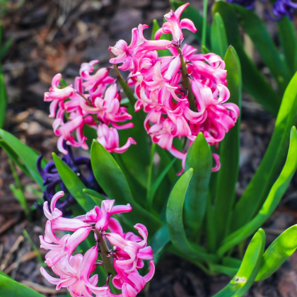 Hyacint mnohokvetý ružový - Hyacinthus - cibuľa hyacintu - 1 ks