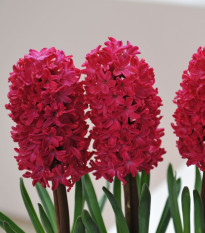 Hyacint Jan Bos - Hyacinthus - cibuľa hyacintu - 1 ks