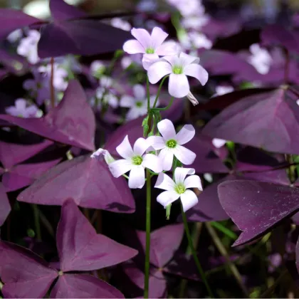 Šťaveľ trojhranný - Oxalis triangularis - hľuza šťaveľa - 3 ks