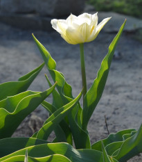 Tulipán Mount Tacoma - Tulipa - cibuľoviny - 3 ks