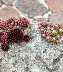 Skalnica - Skalné ruže zmes - Sempervivum hybridum - semená skalnice - 30 ks