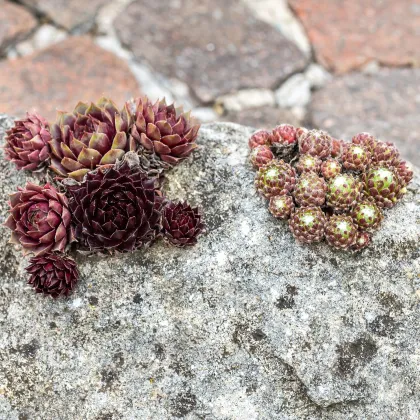 Skalnica - Skalné ruže zmes - Sempervivum hybridum - semená skalnice - 30 ks