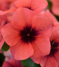 Katarant Tatoo Papaya - Catharanthus roseus - semená katarantu - 30 ks