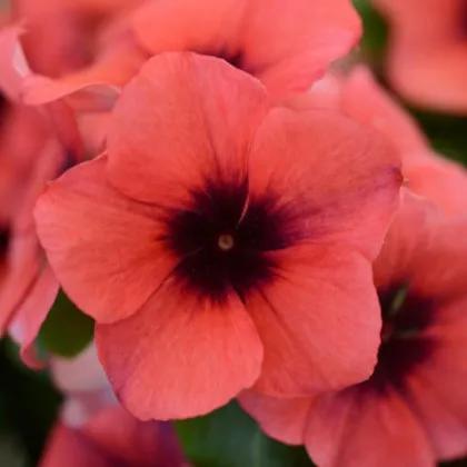 Katarant Tatoo Papaya - Catharanthus roseus - semená katarantu - 30 ks